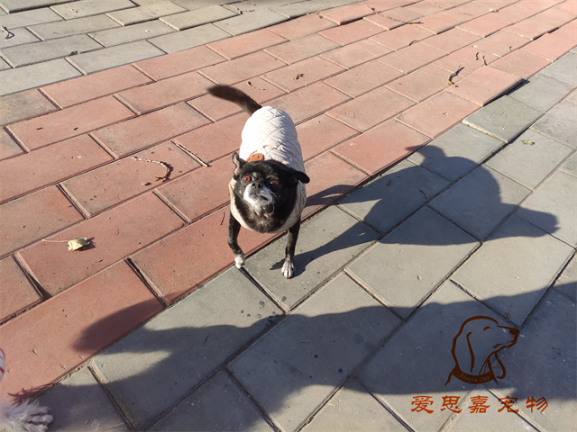 小白 (1).jpg