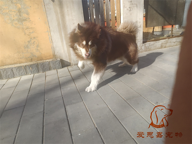 狗達(dá) (2).jpg