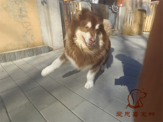 狗達(dá) (3).jpg