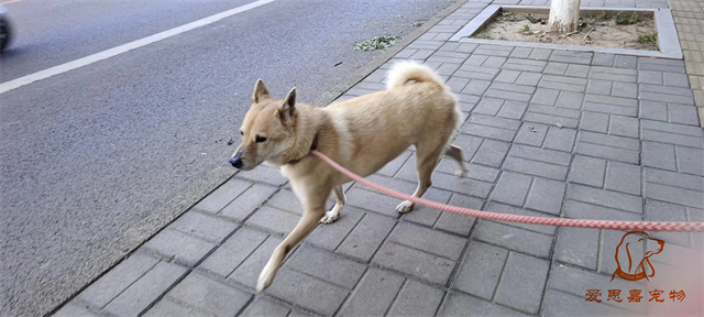 蛋黃 (3).jpg