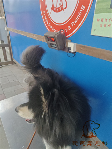 胖虎.jpg