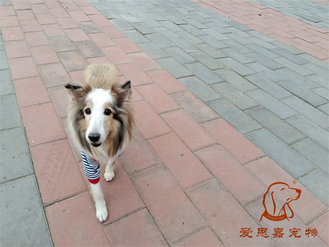 樂樂夯夯 (1).jpg