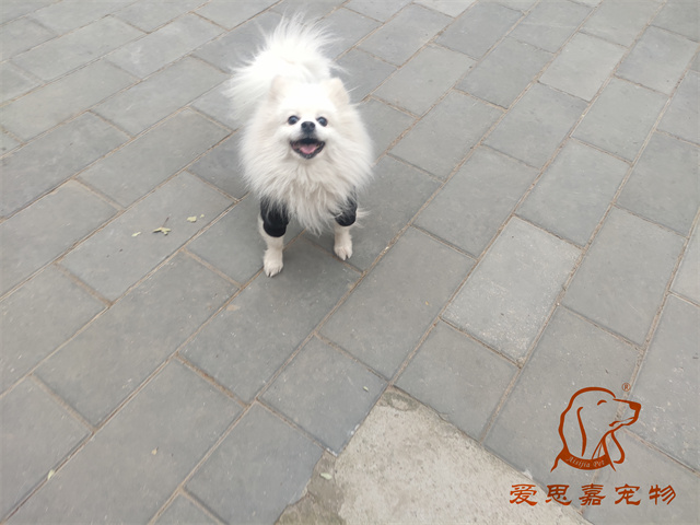 小白 (1).jpg