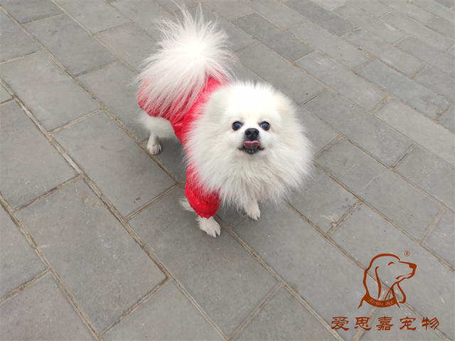 小白小黑 (1).jpg