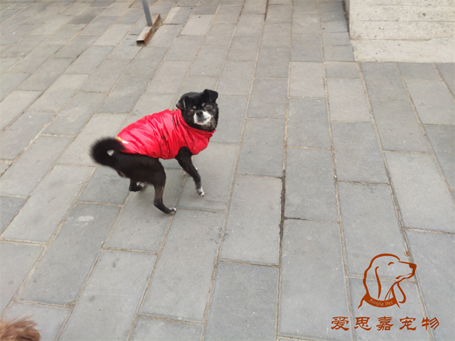 小白小黑 (3).jpg