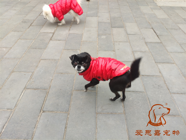 小白小黑 (4).jpg