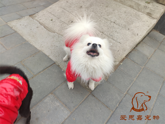 小白小黑 (6).jpg