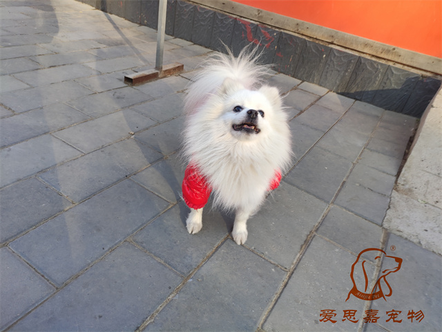 小白小黑 (1).jpg
