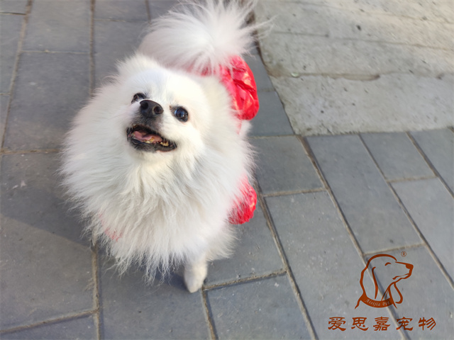 小白小黑 (2).jpg