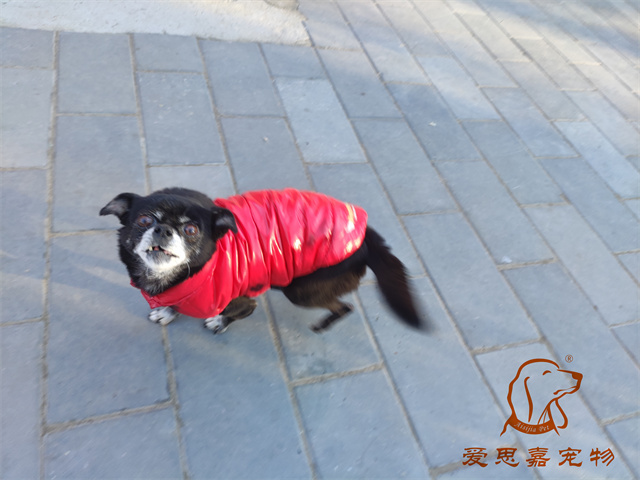 小白小黑 (4).jpg