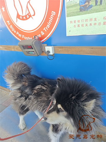 胖虎.jpg