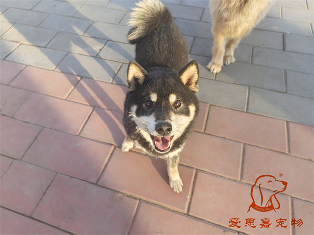 但丁 (2).jpg