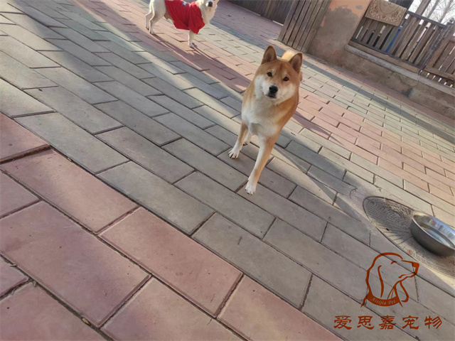 芬瑞厄 (3).jpg