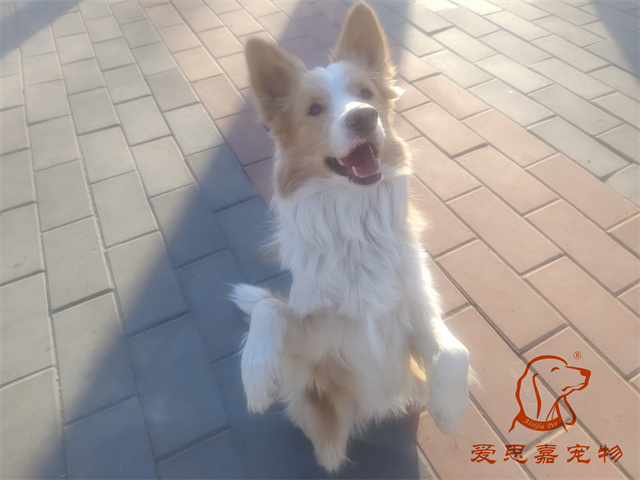 栗子 (1).jpg