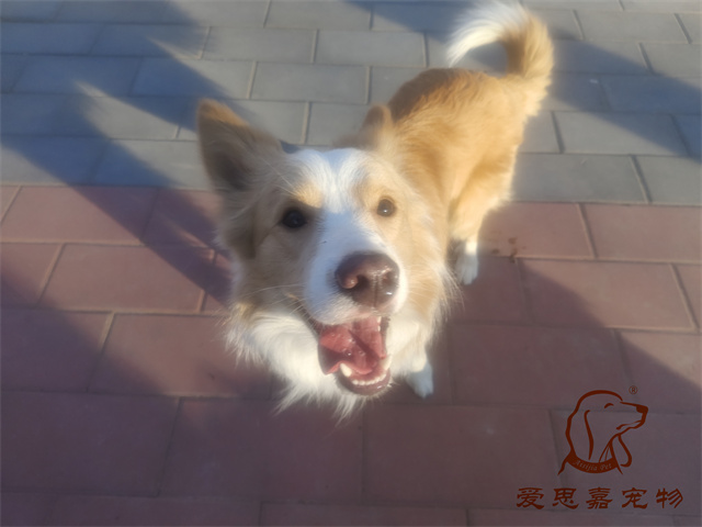 栗子 (2).jpg