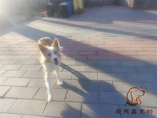 栗子 (3).jpg