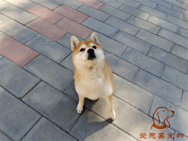 笨笨 (3).jpg