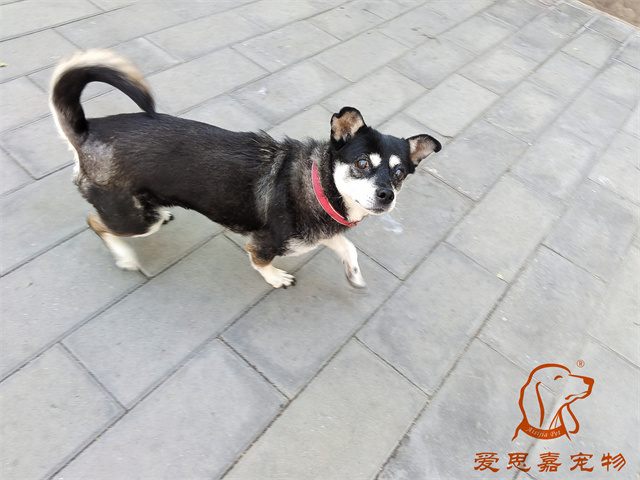 小黑 (1).jpg