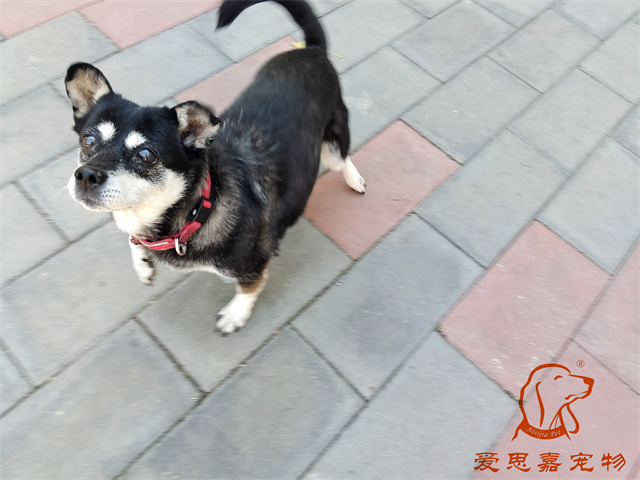 小黑 (2).jpg
