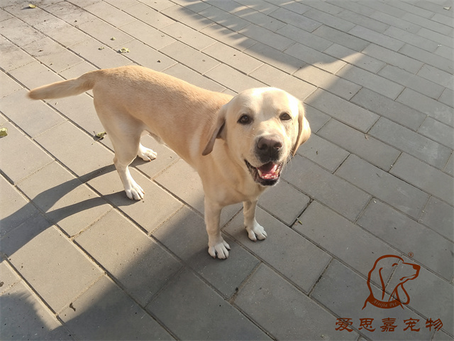 胡蘿卜 (1).jpg