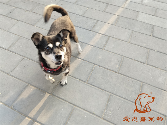 小黑 (1).jpg