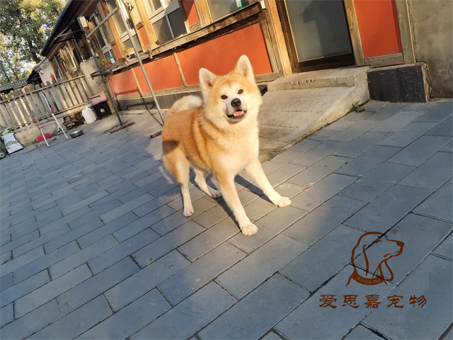 大熊 小七 (6).jpg