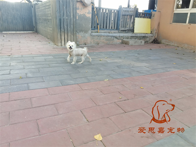 小白 小黑 (1).jpg