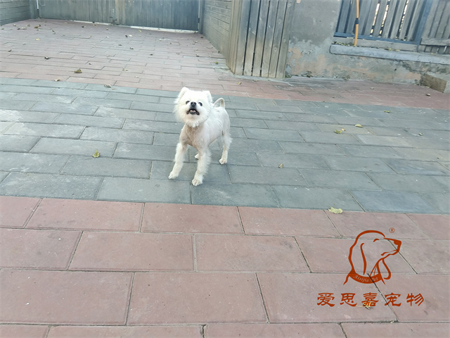 小白 小黑 (2).jpg