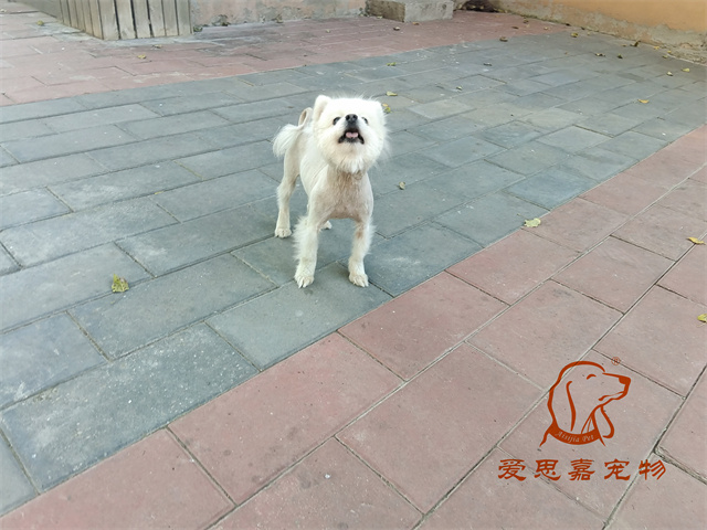 小白 小黑 (3).jpg