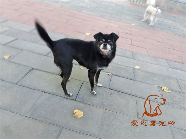 小白 小黑 (4).jpg
