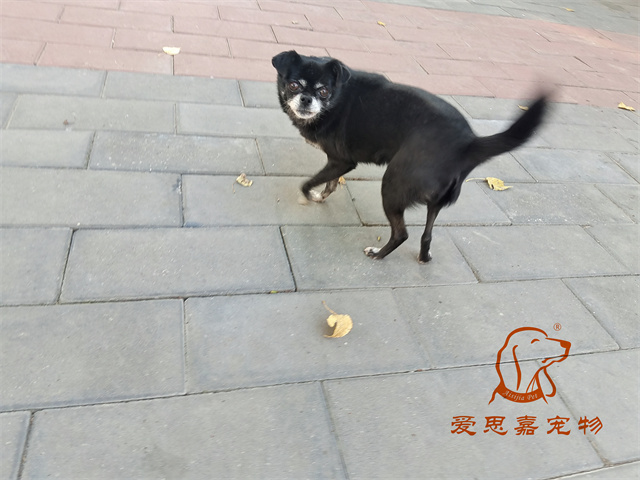 小白 小黑 (5).jpg