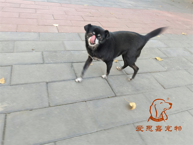 小白 小黑 (6).jpg