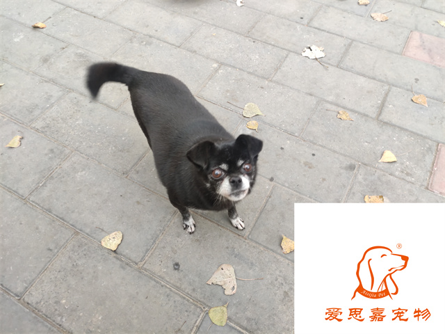 小白小黑 (4).jpg