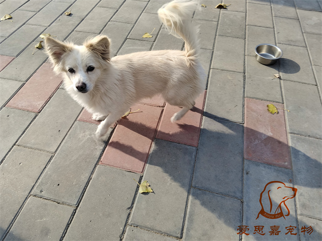波比 (1).jpg