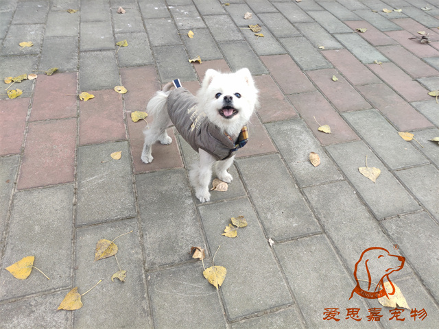 小白小黑 (1).jpg