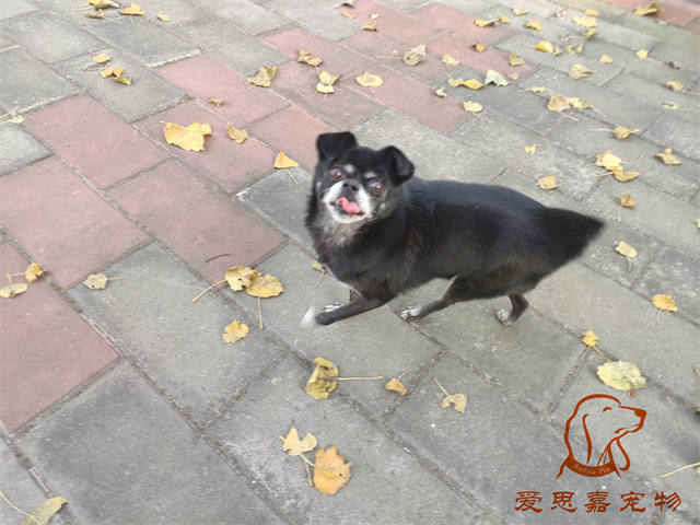 小白小黑 (3).jpg