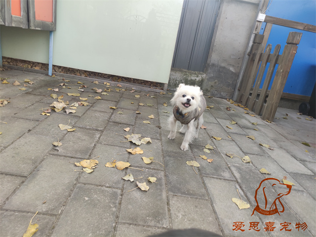 小白小黑 (6).jpg