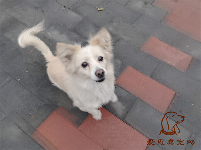 波比 (1).jpg