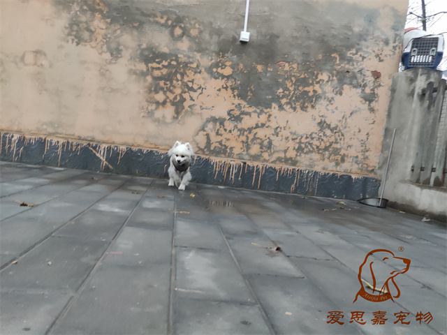 小白小黑 (1).jpg