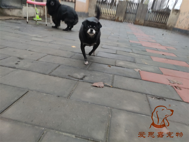 小白小黑 (4).jpg
