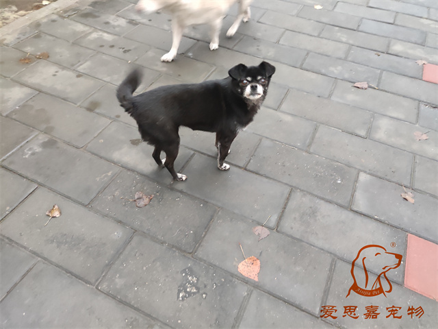 小白小黑 (6).jpg