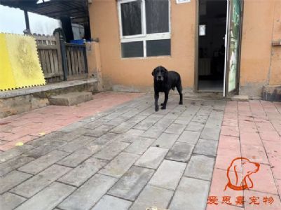 2024.11.15號在校狗狗照片----愛思嘉寵物寄養(yǎng)訓練學校