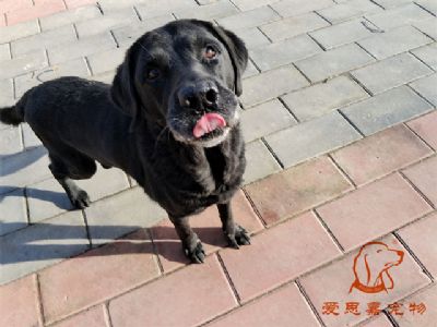 2024.11.16號在校狗狗照片----愛思嘉寵物寄養(yǎng)訓練學校