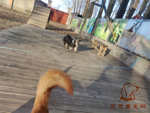 胖丫妞妞 (1).jpg