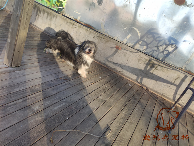 胖丫妞妞 (2).jpg