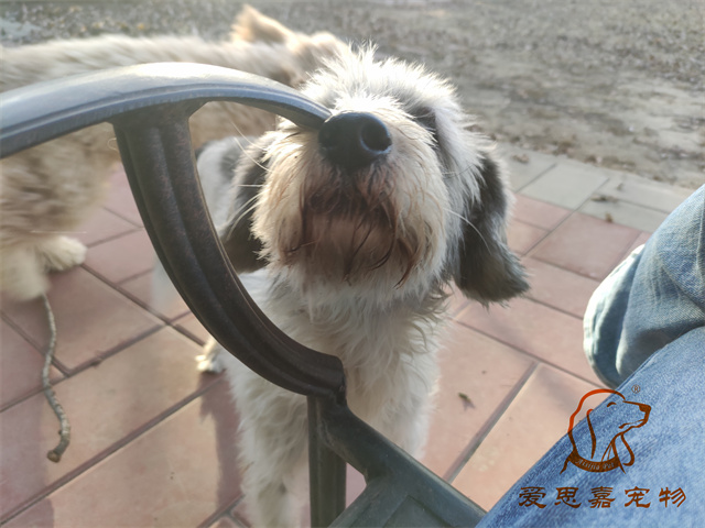 胖丫妞妞 (4).jpg