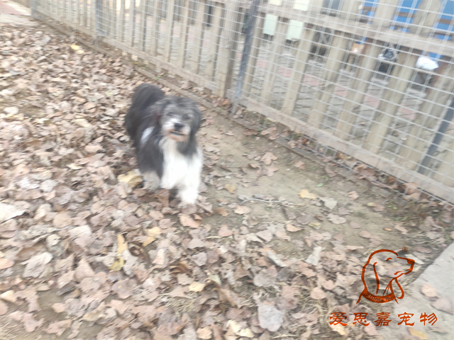 胖丫妞妞 (1).jpg