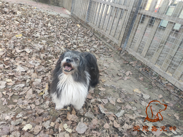 胖丫妞妞 (2).jpg