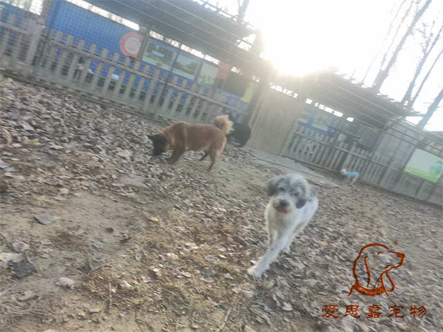 胖丫妞妞 (4).jpg