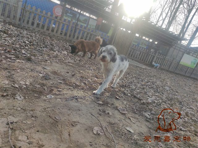 胖丫妞妞 (5).jpg